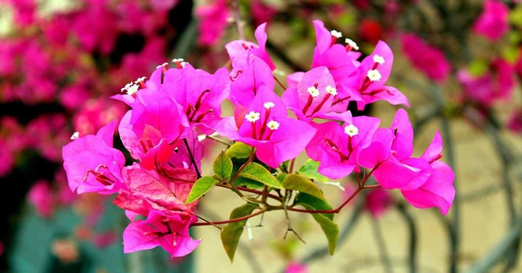 What Are Bougainvillea Flowers Used For