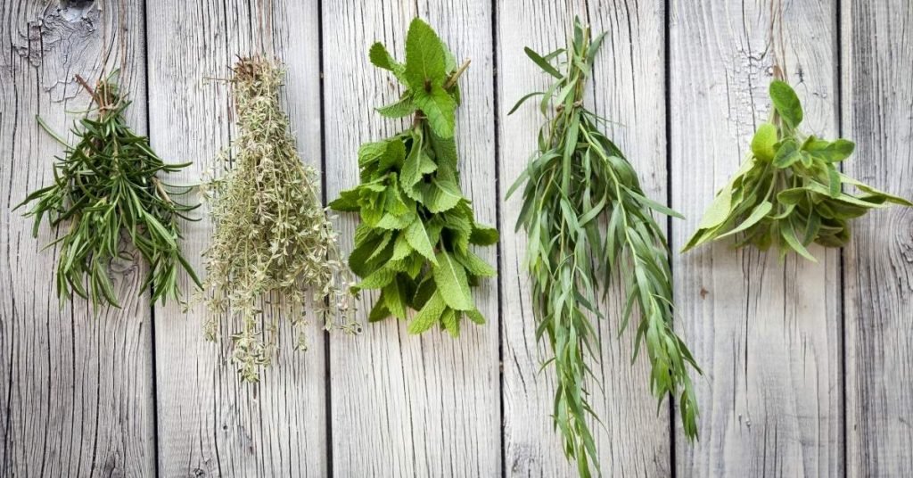 Best Herbs for Pot Growing
