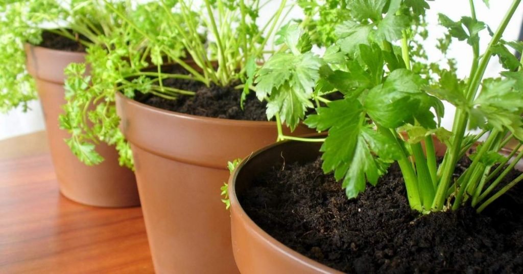 Growing Your Own Herbs