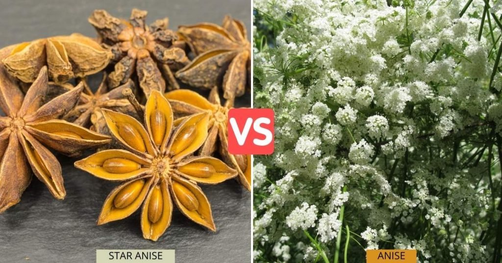 Star Anise and Anise Are Two Different Things