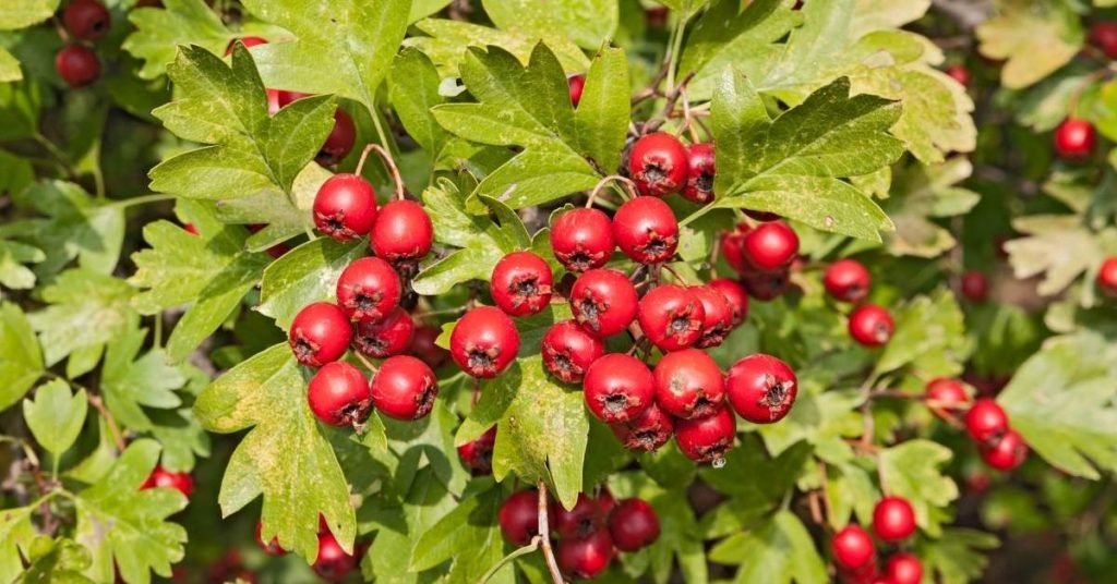 Hawthorn Berries Tea and Its Properties