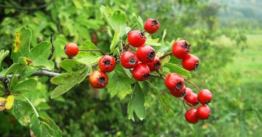 Hawthorn Berry Tea Side Effects