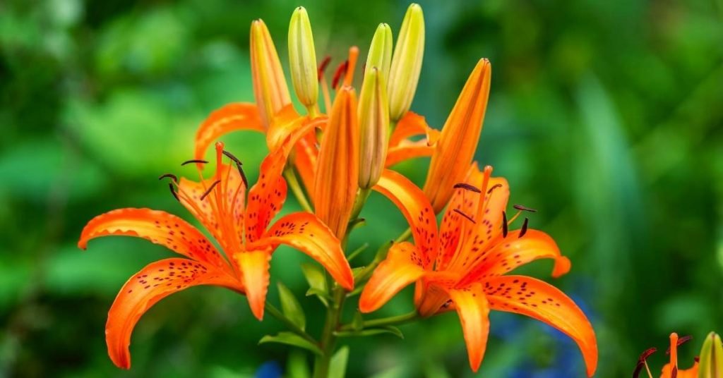 How to use lily flower tea medicinally