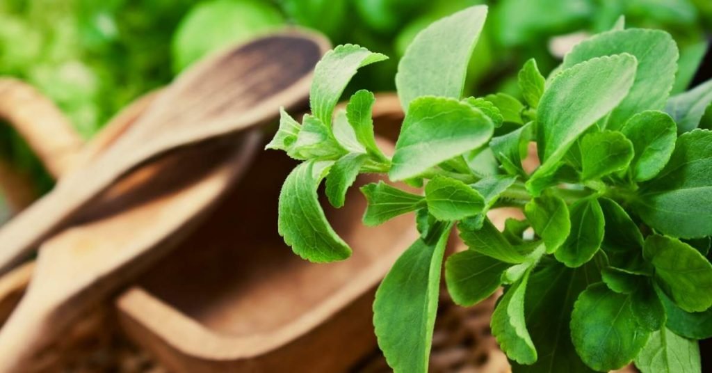 Medicinal Properties of Stevia