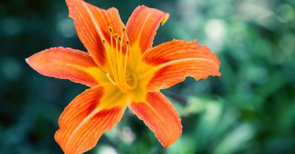 What Are the Active Components of the Lily Flower