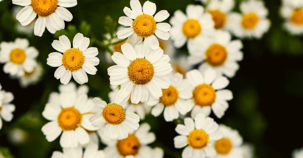 Feverfew for Reducing Headaches and Migraine