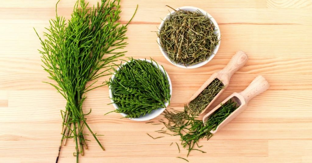 Horsetail Infusion to Lower Uric Acid