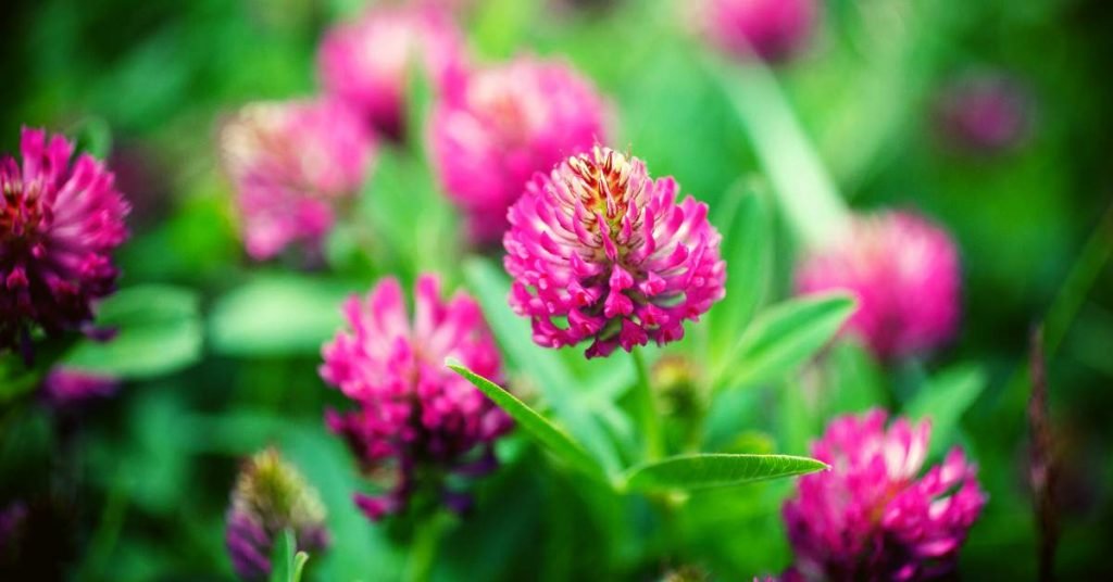 Meadow Clover Tea for Hot Flashes