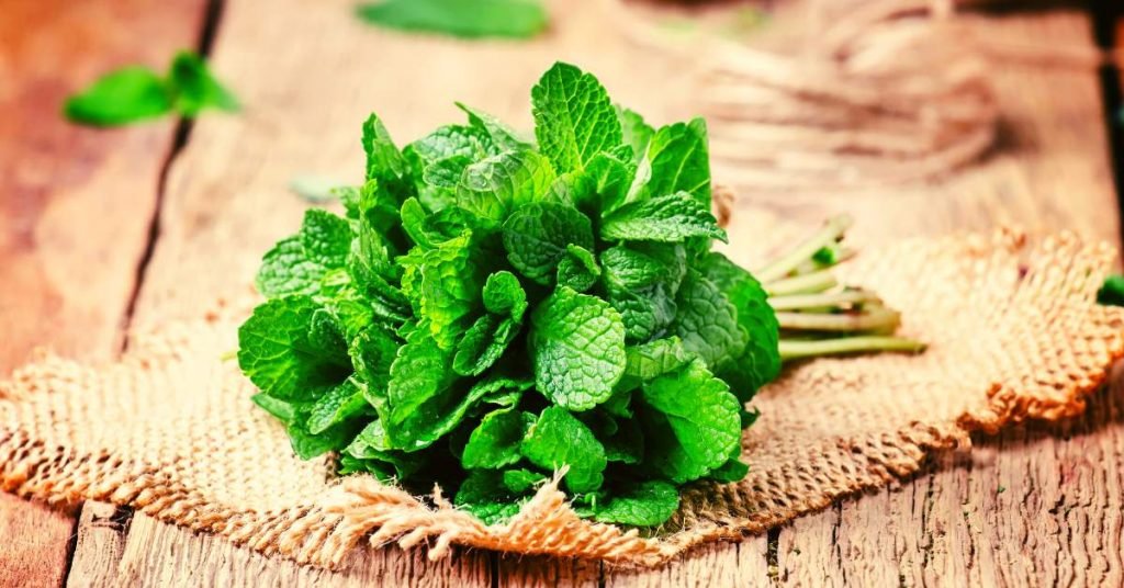 Mint and Pennyroyal for Reducing Headaches and Migraine