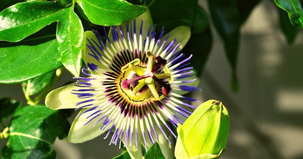 Passion Flower for Reducing Headaches and Migraine