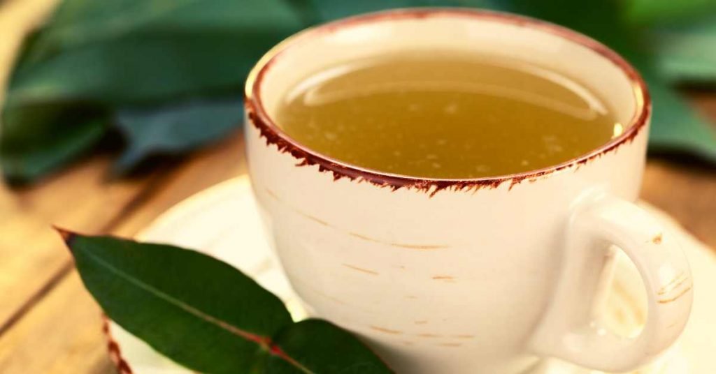Eucalyptus Infusion Tea for Halitosis - Bad Breath