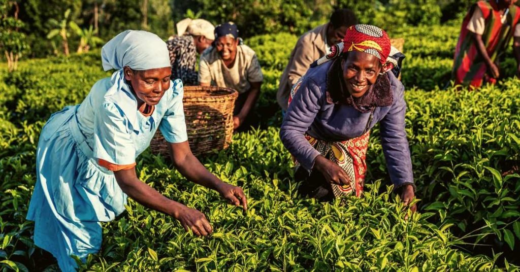 History of Tea in Africa