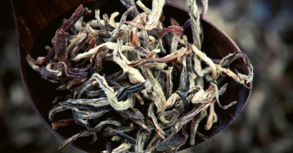 Origin and Cultivation of White Tea