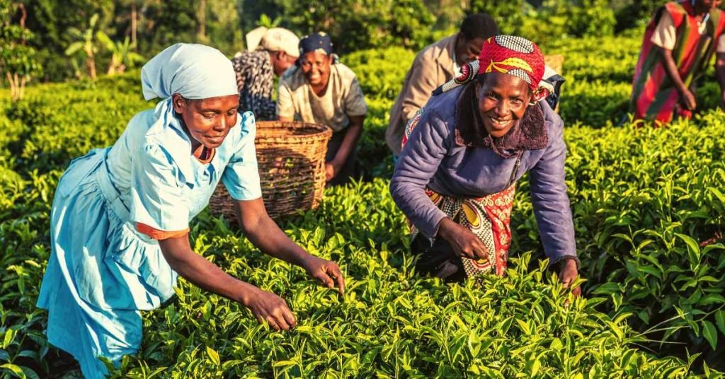 How Old Is the African Tea Tradition