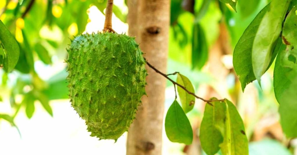 What Is Soursop