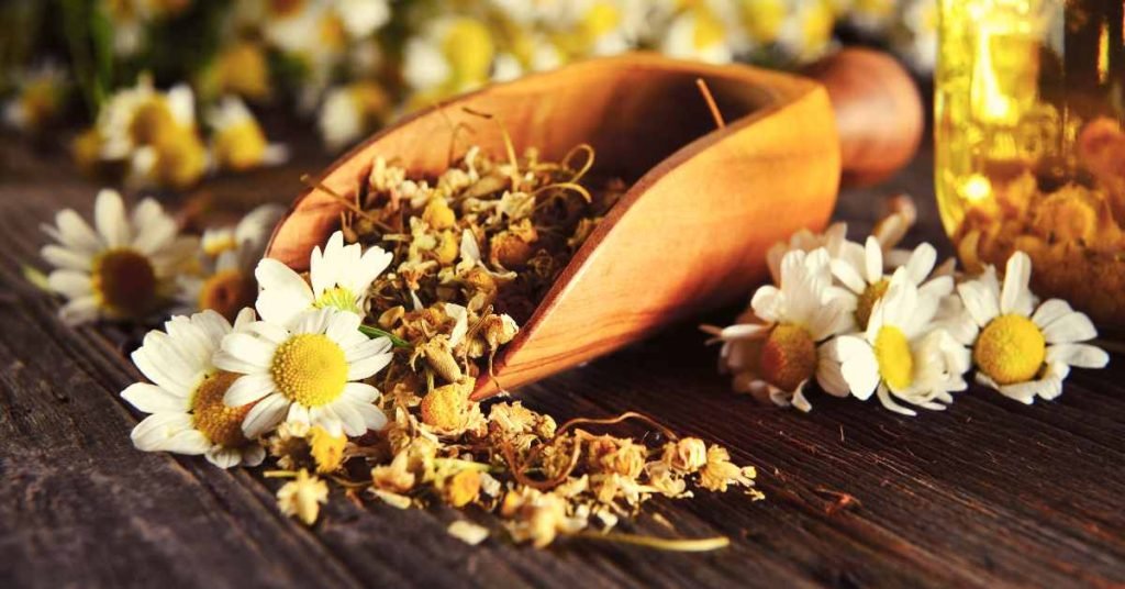 Chamomile infusion For Cleaning Colon