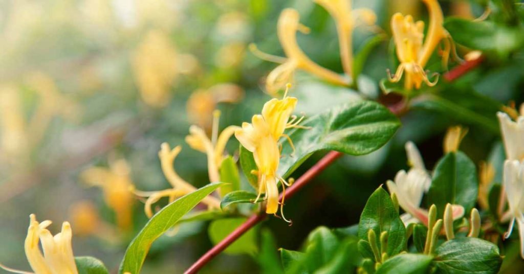 How to prepare honeysuckle infusion
