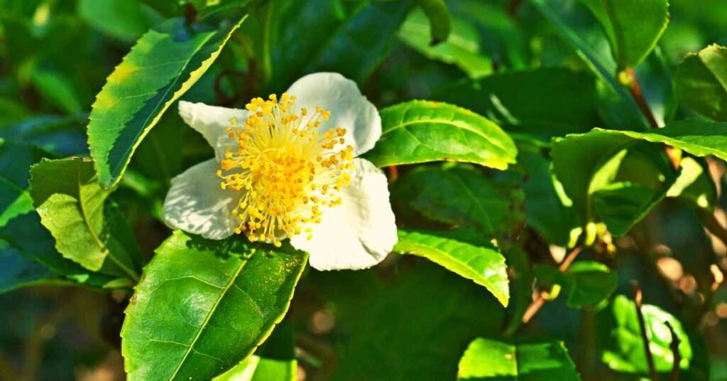 Camellia Sinensis for Boosting Your Lymphatic System
