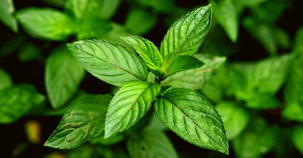 Peppermint Leaves for Lung-Cleansing Tea