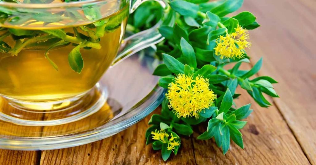 Rhodiola Rosea Tea for Altitude Sickness