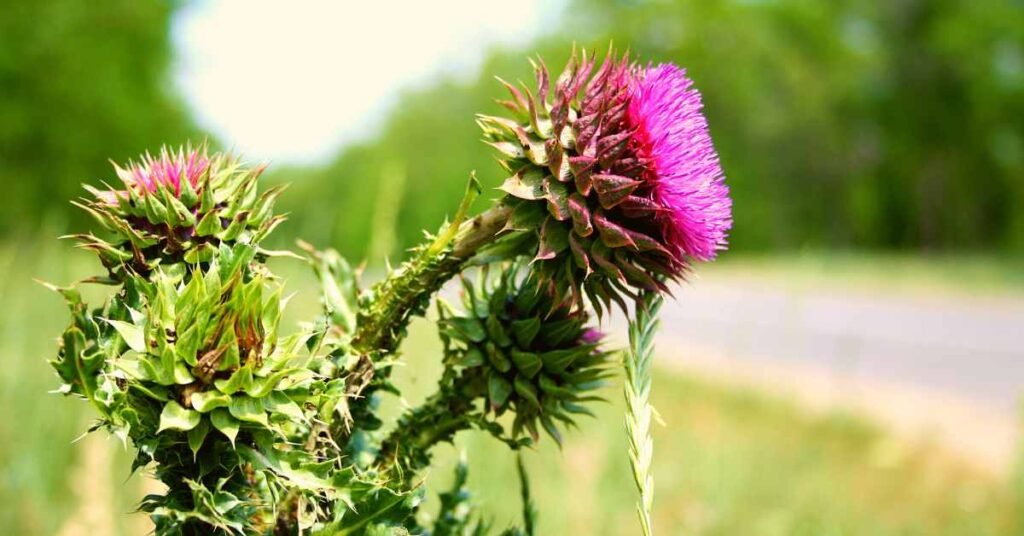 Benefits of Blessed Thistle Tea