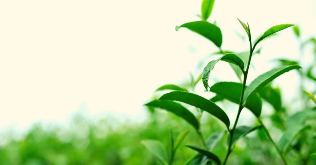 Immune System Boost of Green Lime Leaf Tea