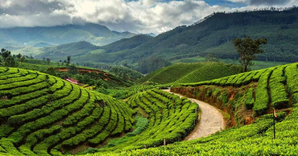 India for Tea Trips