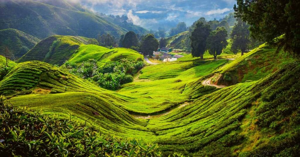 Malaysia for Tea Trips