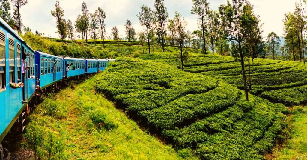 Sri Lanka for Tea Trips