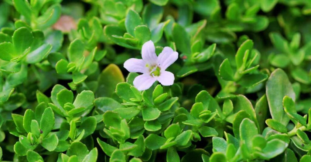 Potential Side Effects and Precautions of Brahmi Tea