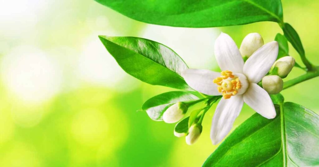 Refreshing Spring Citrus Blossom Tea Instructions