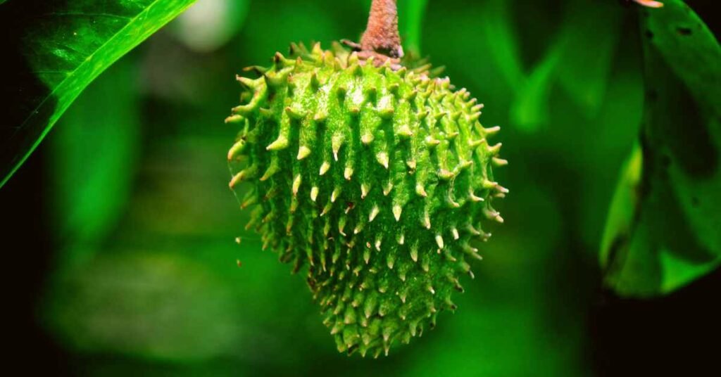 What is Soursop Leaf Tea with Lemon