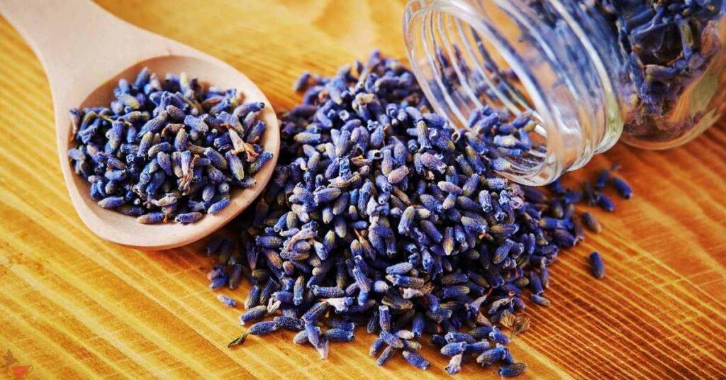 Guidelines for Consumption of Lavender Tea