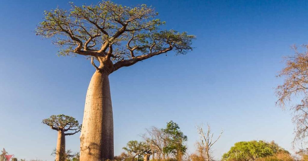 Health Benefits Of Baobab Leaf Tea