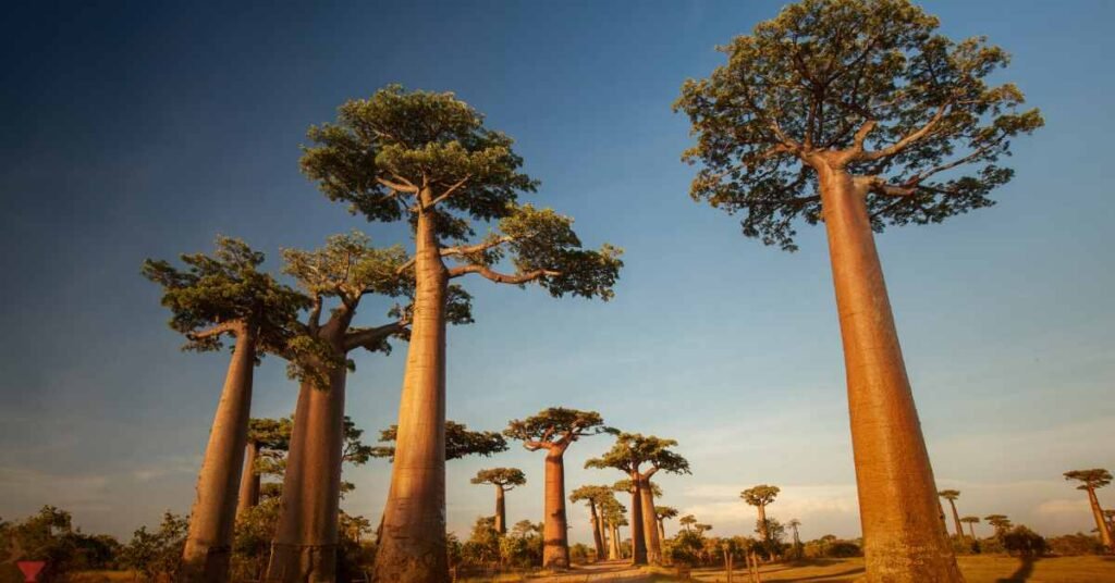 Origins and Cultivation Of Baobab Leaf Tea