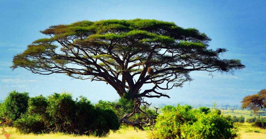 The Acacia Tree