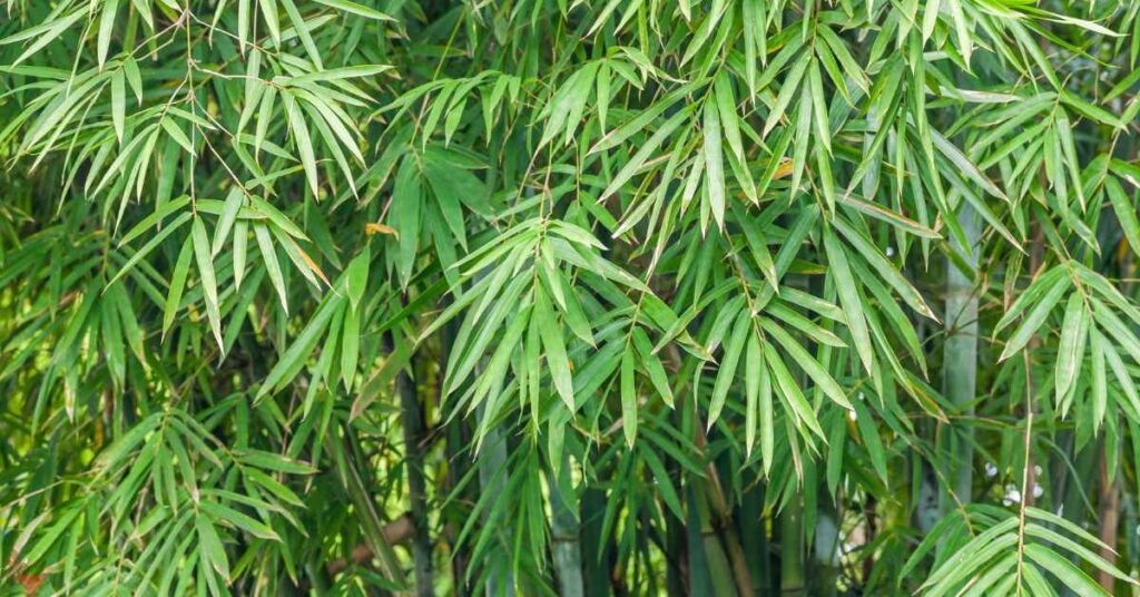 Bamboo Leaves Used in Tea Blends
