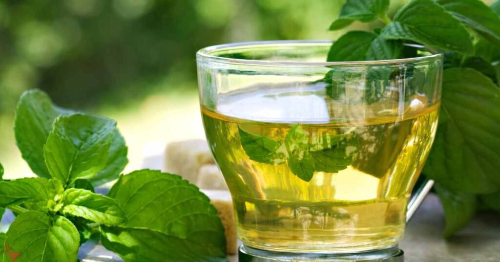 Origins and Characteristics of Spearmint and Peppermint Tea