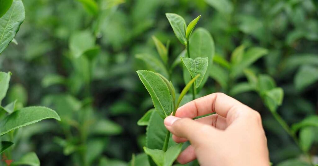 Adaptation Strategies and Solutions of Tea Cultivation