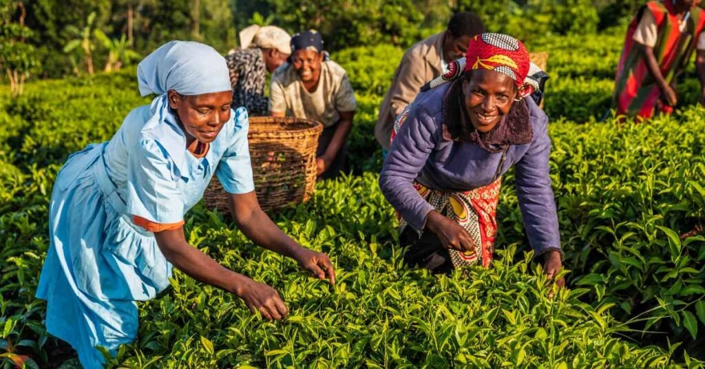 Kenya of Tea Cultivation