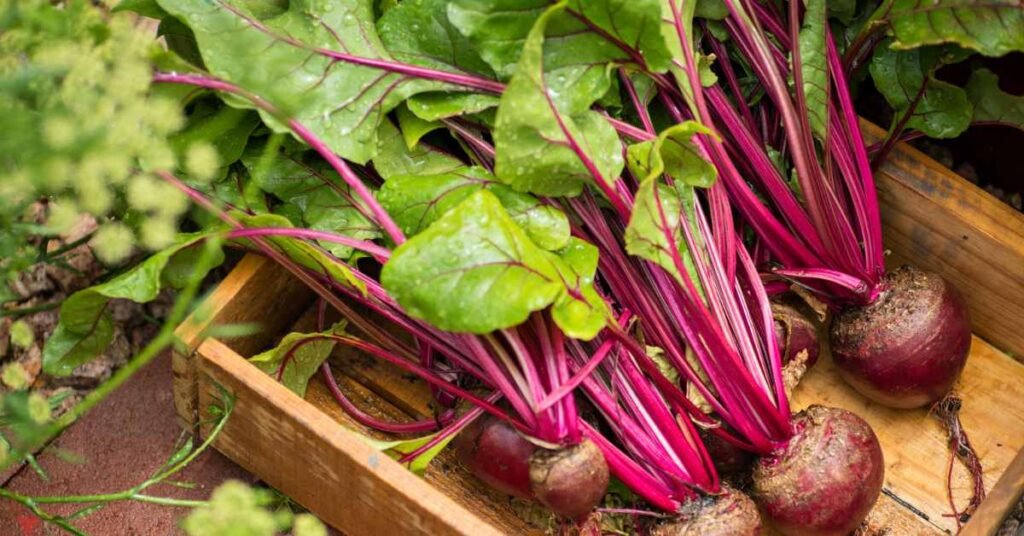 Tips for Using Beet Greens for Tea