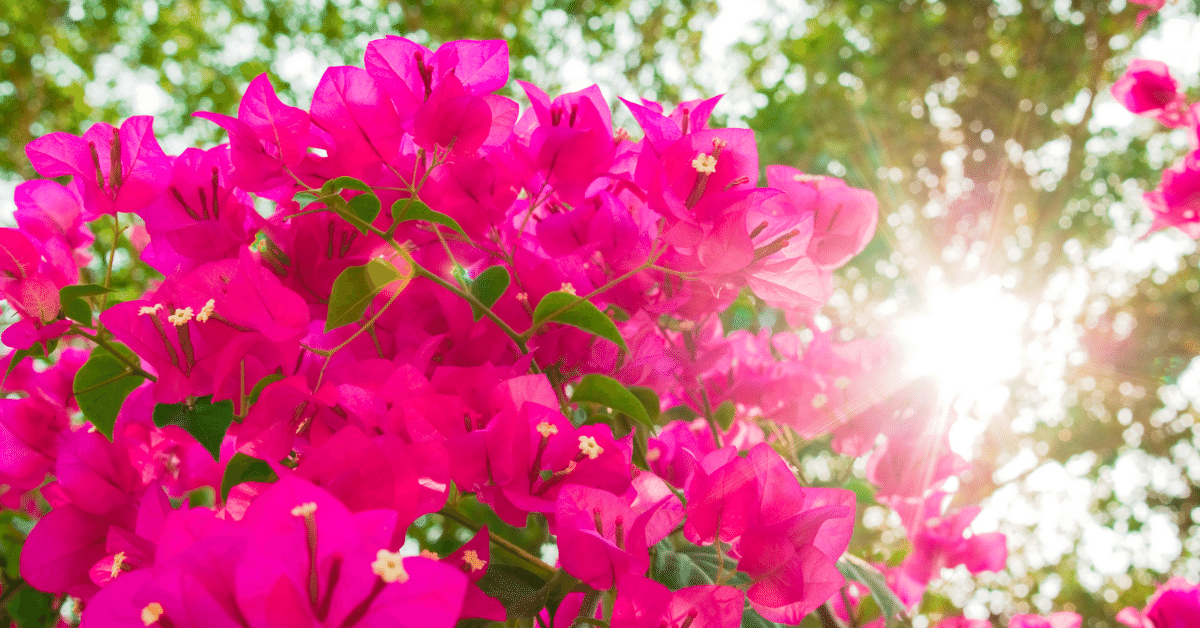 What Is Bougainvillea Tea And Its Benefits - It's Never Not Teatime