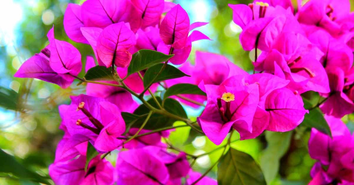 What Is Bougainvillea Tea And Its Benefits - It's Never Not Teatime