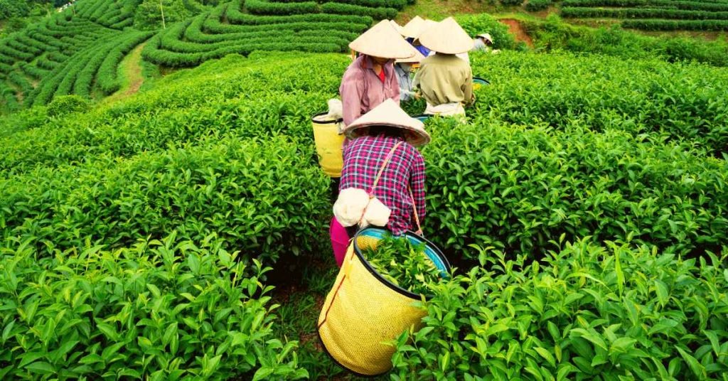 History of Tea in Vietnam