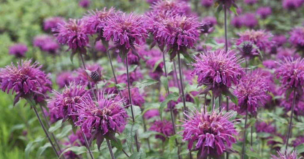 bee balm tea