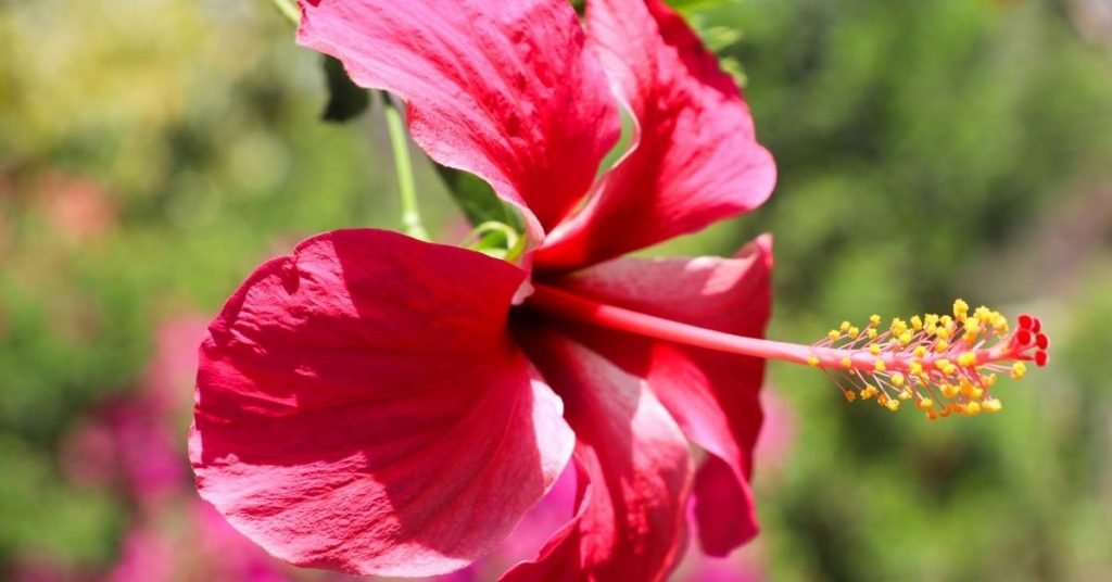 Hibiscus Tea Benefits for Human Health