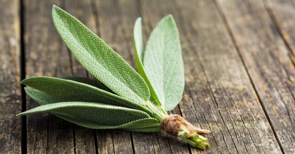 What Do Sage Leaves Do to Your Body