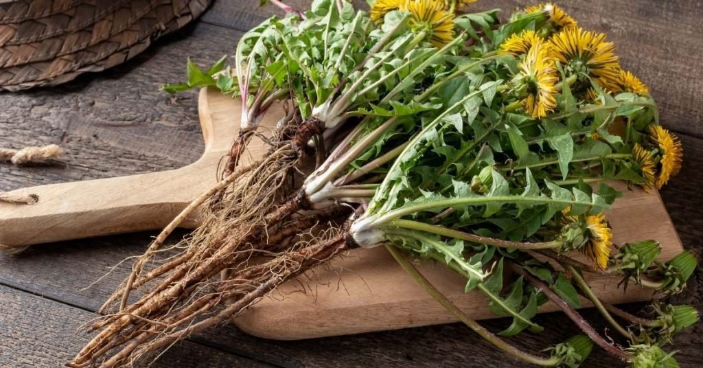 What Parts of Dandelion Plant Are Used to Make Tea?