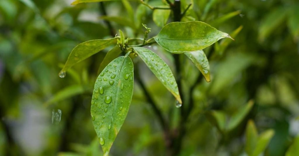 Can I Also Make Tea from Orange Tree Leaves