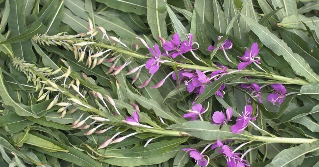 Hoary Willowherb Consumption